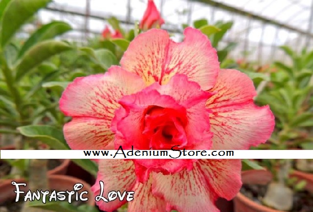 (image for) New Adenium \'Fantastic Love\' 5 Seeds